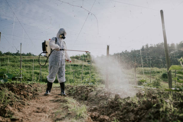 Wasp Removal Services in Bement, IL
