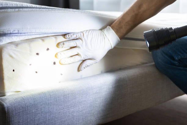 Best Insect Control  in Bement, IL