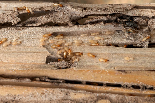 Professional Pest Control in Bement, IL