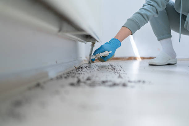 Best Insect Control  in Bement, IL