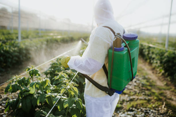 Best Termite Control Services  in Bement, IL